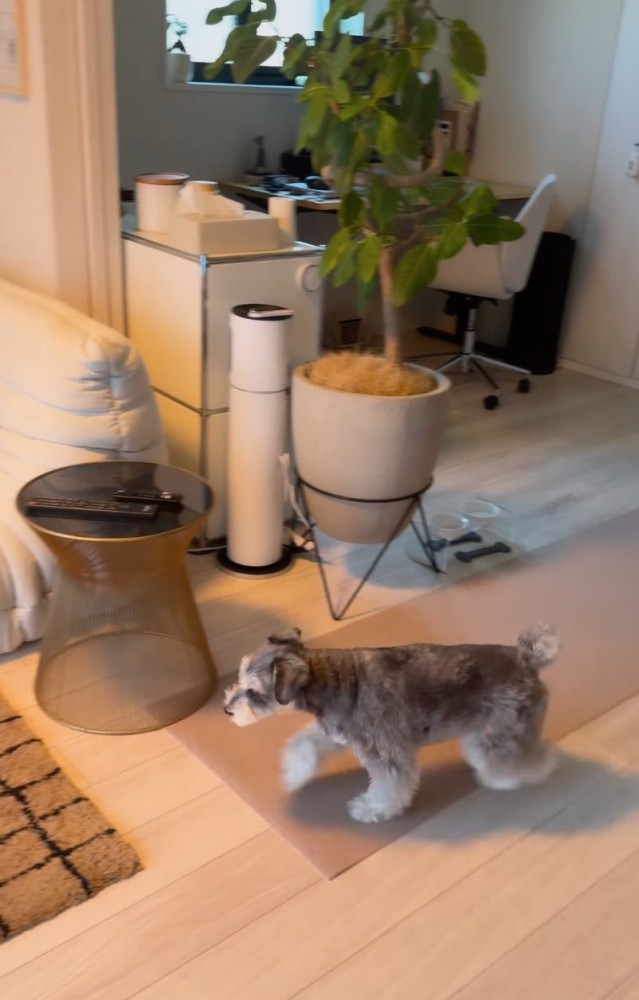 駆けつける犬