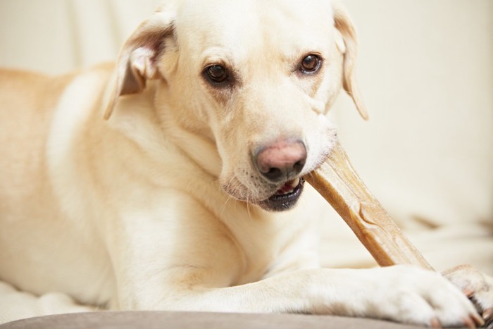 骨をかじる犬