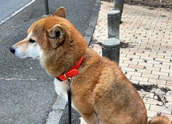 突然の散歩拒否