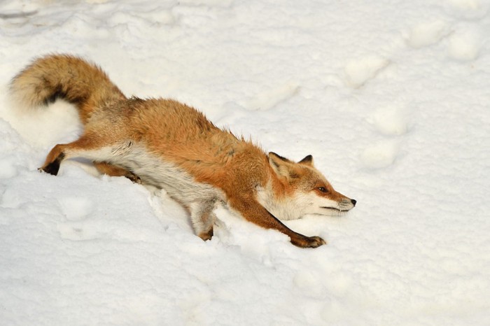 雪の中を歩くキツネ