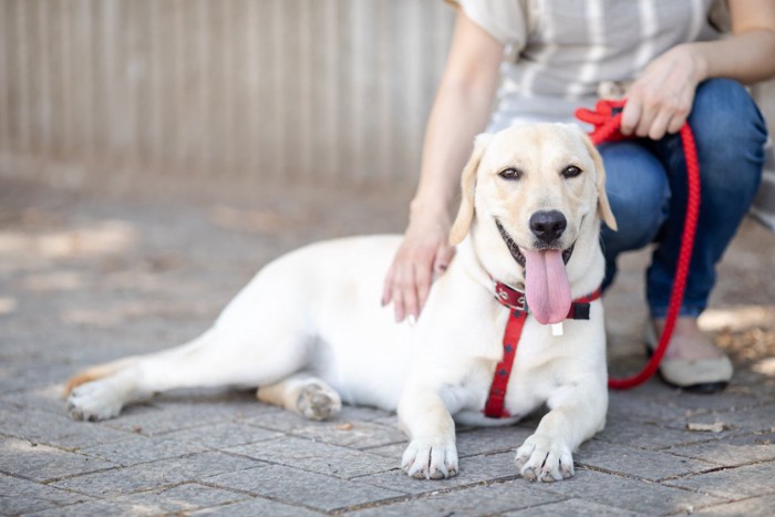 散歩中に休憩する犬