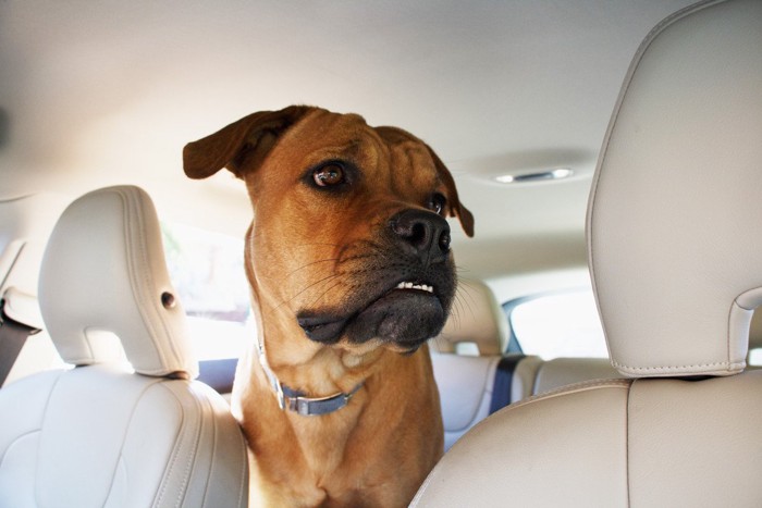 車内でソワソワする犬