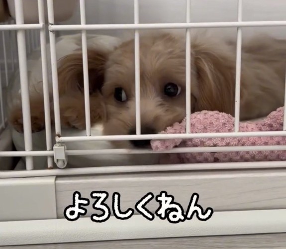 ケージの中で伏せる犬