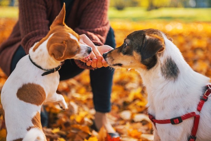 落ち葉の上で飼い主におやつをもらう二匹の犬