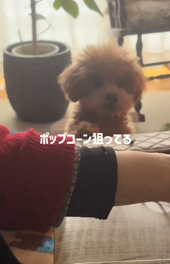 ポップコーンを狙うボムさん