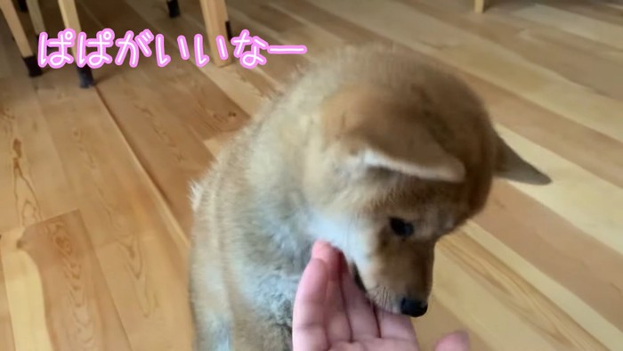 パパさんの帰りを待つひなたちゃん