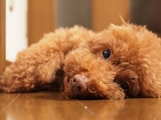 元気の無い犬