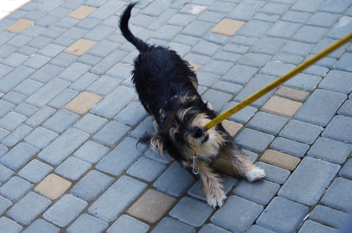 リードを噛んで引っ張る犬