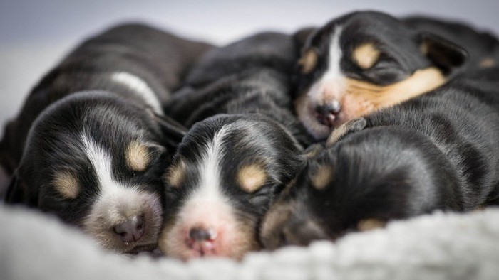 生まれたての白い子犬