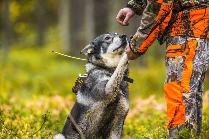 スウェーデンの犬