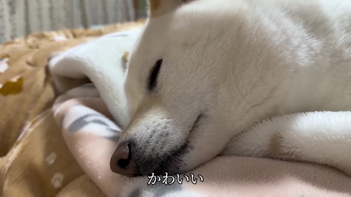 やっぱりお兄ちゃんが好き