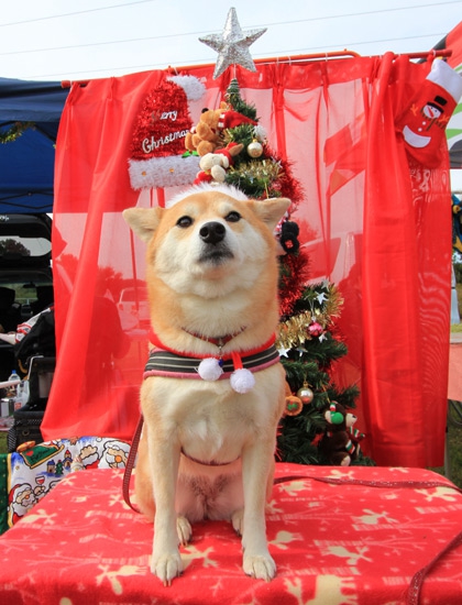 クリスマスセットでコスプレしている柴犬