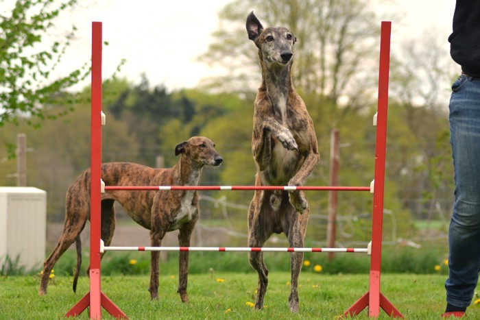 アジリティ競技を練習するスパニッシュ・グレーハウンド