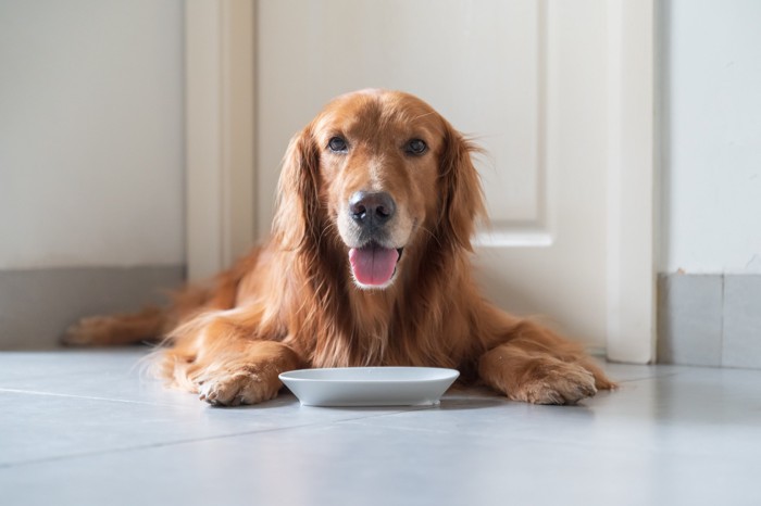 お皿を前に嬉しそうにする犬