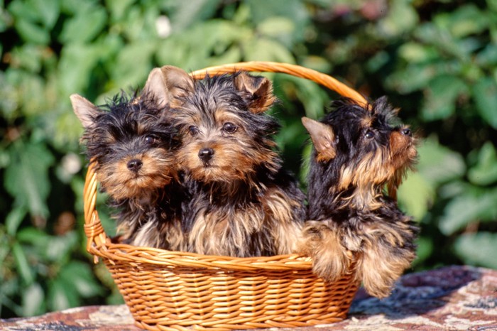 バスケットに入った3頭のオーストラリアン・シルキー・テリアの子犬