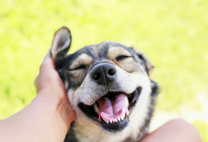 顔をなでられてうれしそうな犬