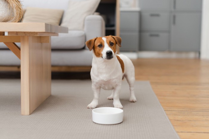 空の食器の前に立って何かもらえるのを待っている犬