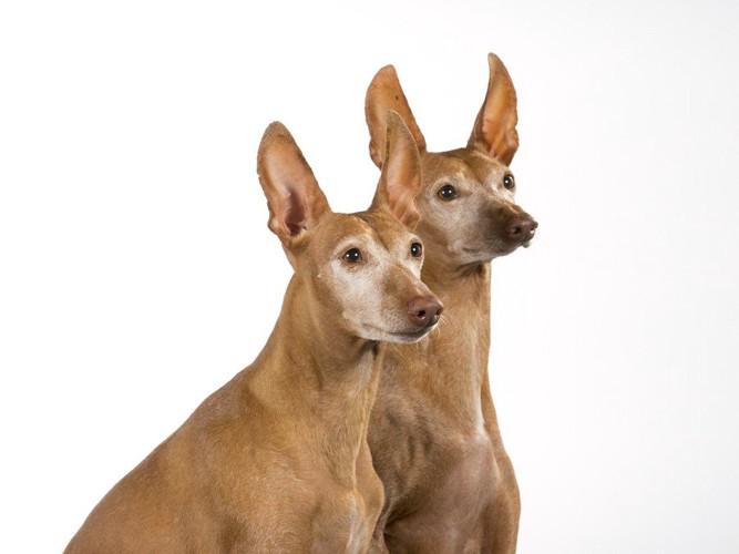 耳が立っている二匹の犬