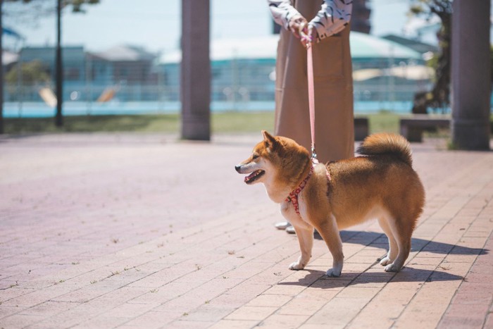 散歩中、柴犬