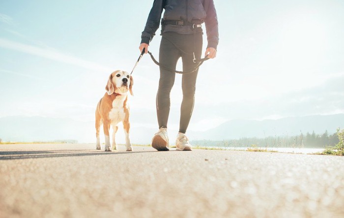 朝の散歩をする犬と飼い主