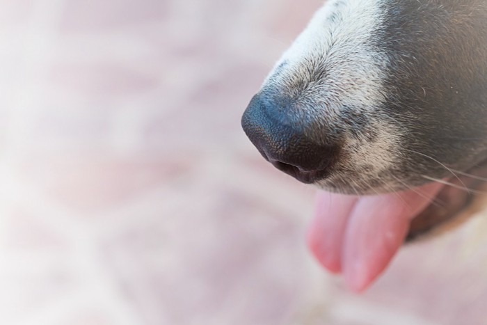 犬の鼻と舌を出した口元の写真