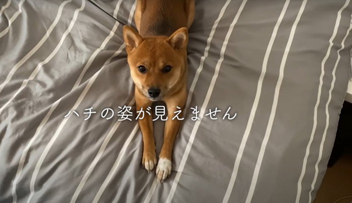 伸びをする柴犬