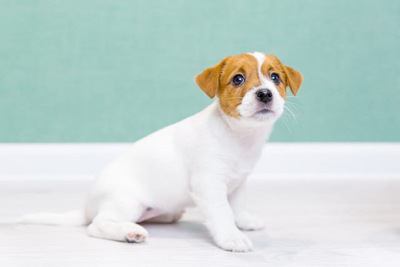 おすわりするジャックラッセルテリアの幼犬