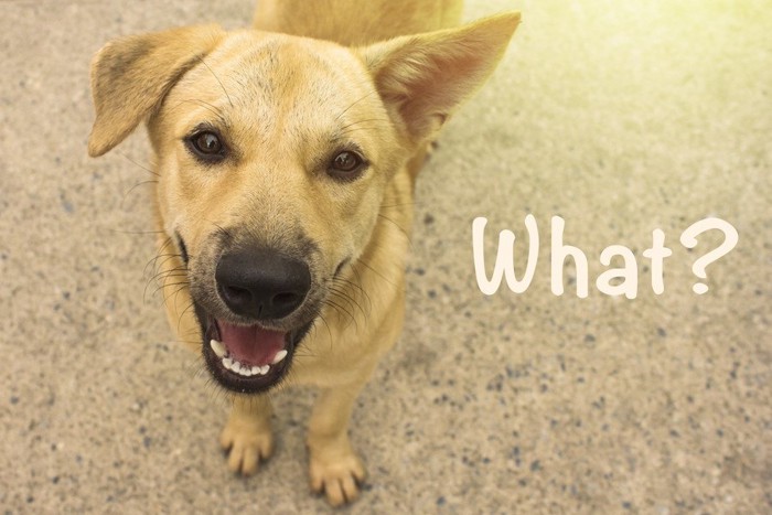 「what?」の文字と犬