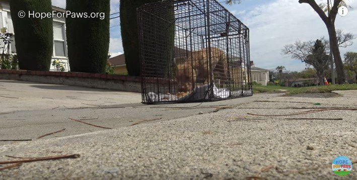 ケージの中で食べる犬