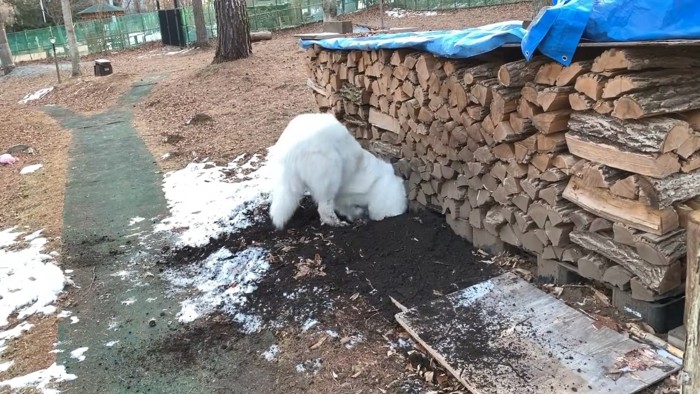 夢中になって穴を掘るルンルンちゃん