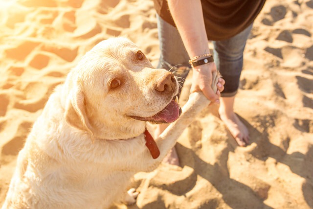 カメラ目線でお手をする犬