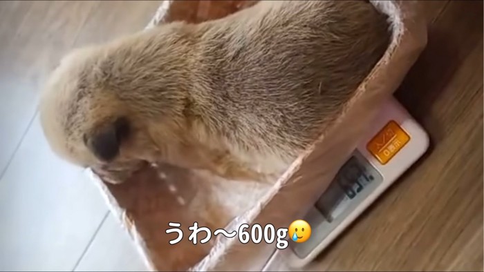 体重を測られる犬