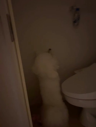 電気が消えたトイレの個室に佇む犬