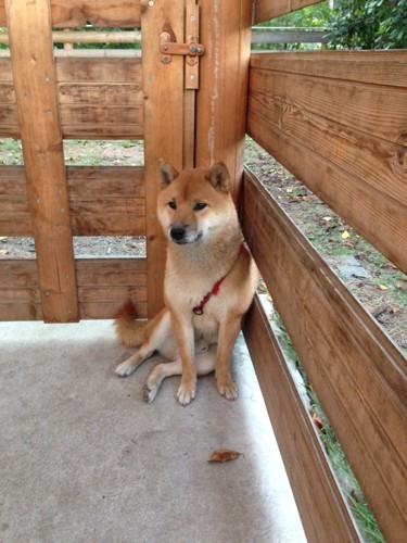 お姉座りの柴犬