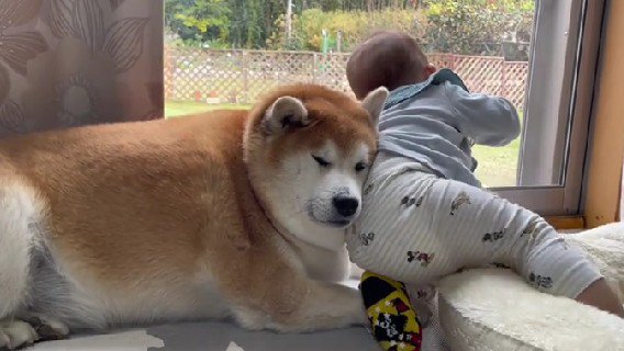 ちょっぴり困惑顔の柴雄くん