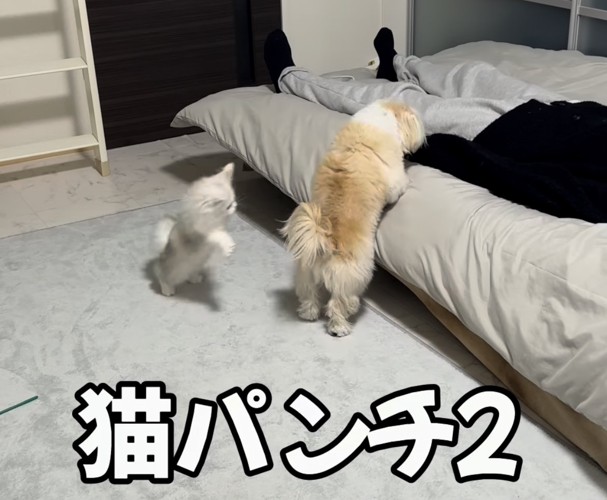 立つ犬とネコパンチするネコ