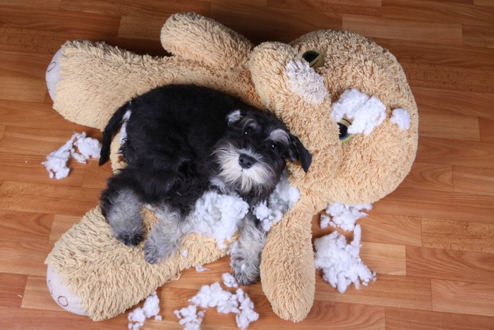 ぬいぐるみの中綿を出して遊ぶ犬