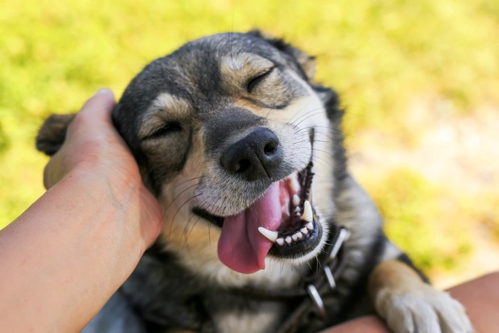 撫でられて喜ぶ犬