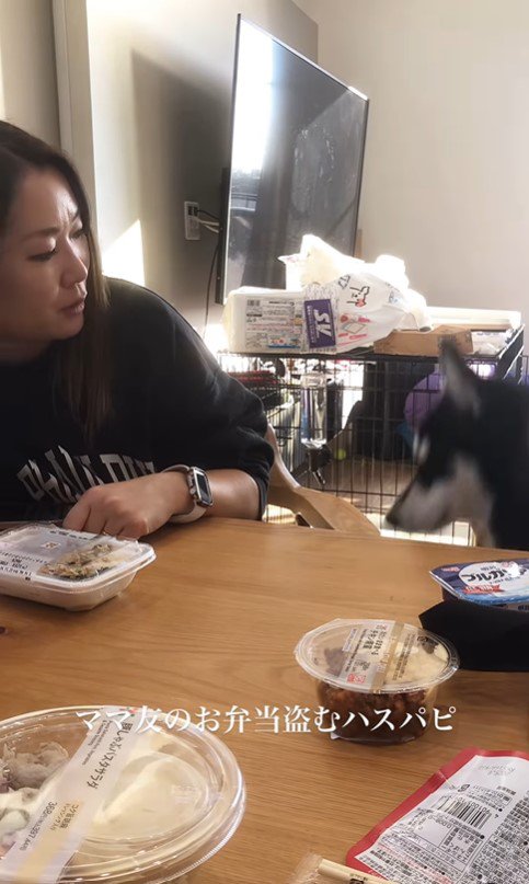 お弁当を盗む豆蔵くん⑩