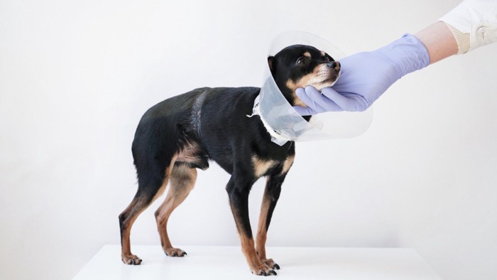 獣医師になでられているエリザベスカラーを着けた犬