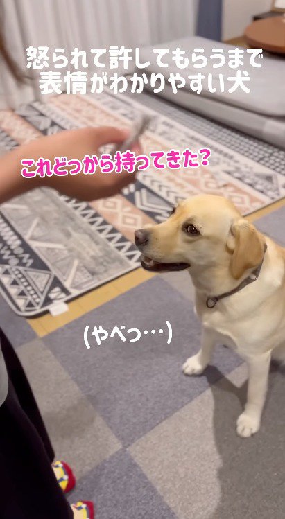 ゴミを持つ女性の手から視線を逸らす犬