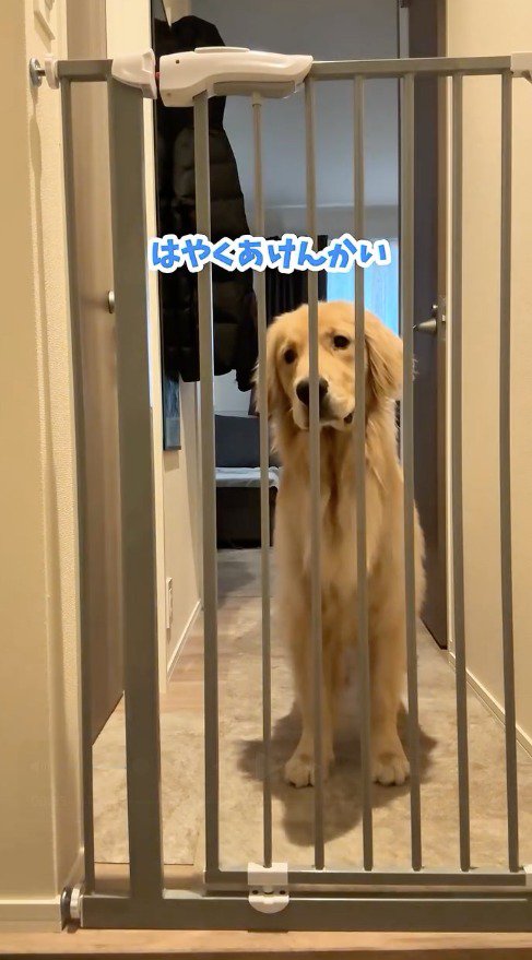 玄関でおすわりをする犬