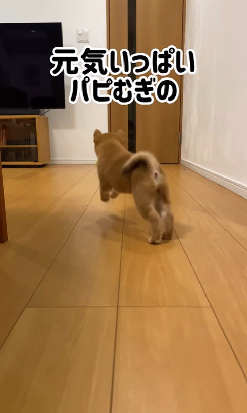 むぎちゃんのふせ