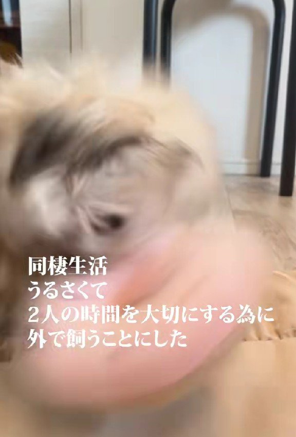 愛犬がうるさすぎる！？