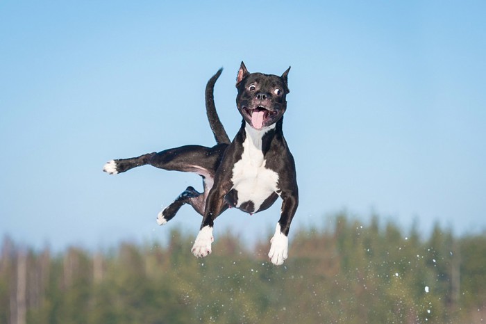 はしゃいでジャンプする犬