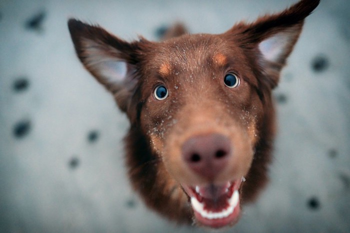 こちらを見て嬉しい様子の犬