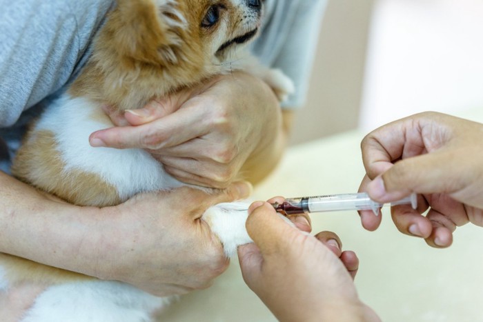 血液採取される犬