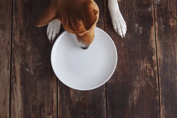 カラのお皿を見つめる犬