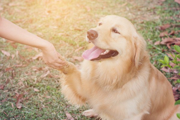 お手をする犬