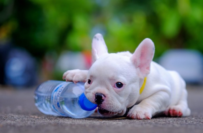 ペットボトルを噛む子犬